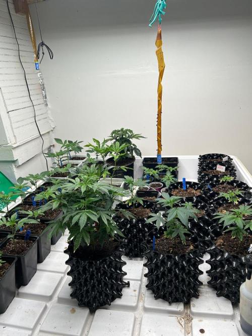 sour cherry diesel grow. Week 1