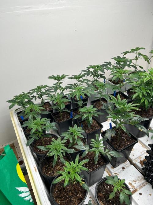 sour cherry diesel grow. Week 1