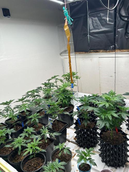 sour cherry diesel grow. Week 1