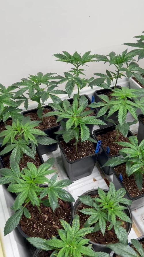 sour cherry diesel grow