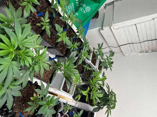 sour cherry diesel grow. Week 1