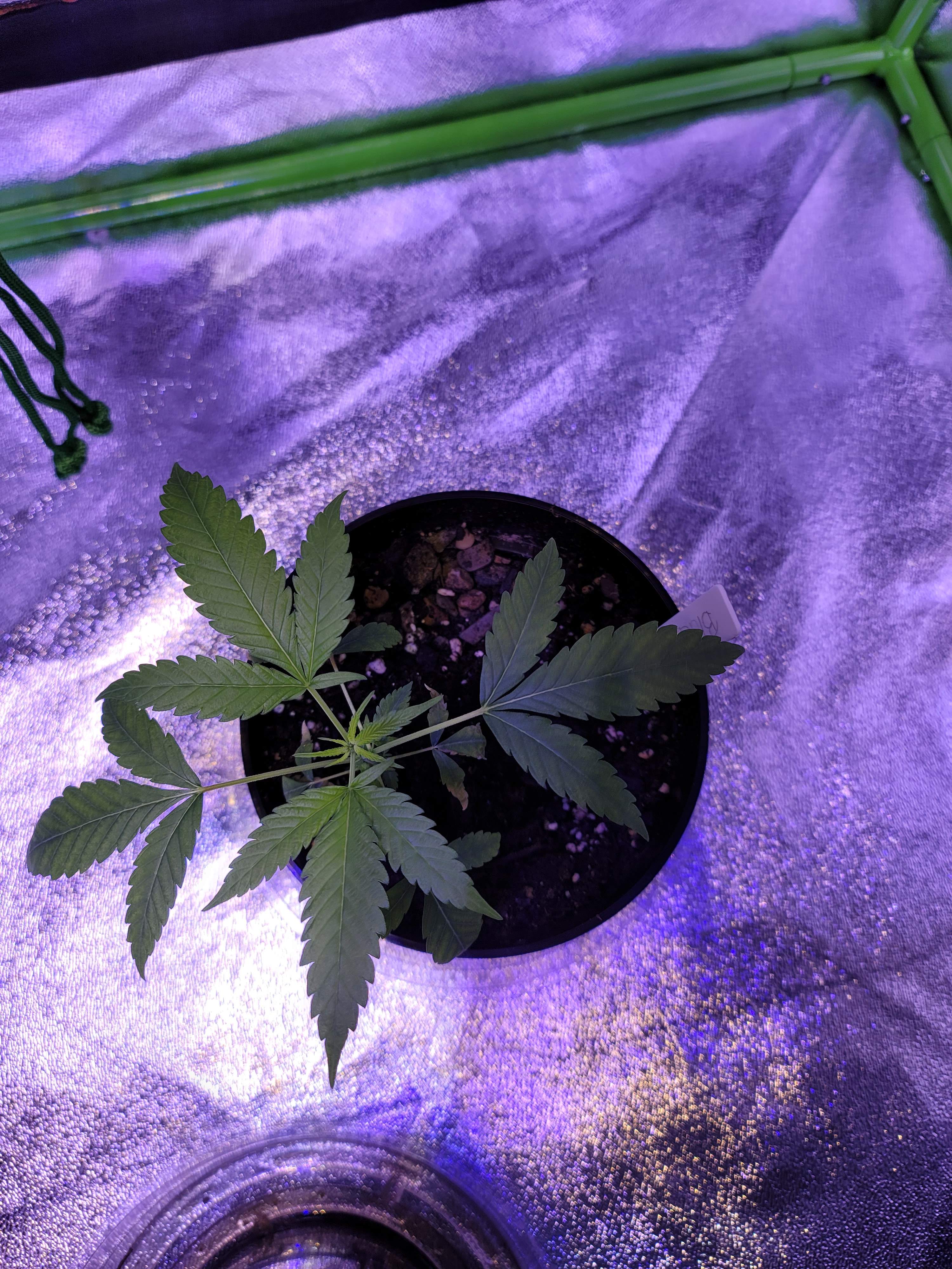 Blueberry grow diary (journal) week5 by ChichomeBree GrowDiaries