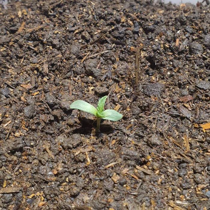 Gelato. Week 1 - Del 10 al 15 de noviembre noto poco crecimiento de las hojas y un alargamiento del tallo de 12 cm, por lo que he rellenado de tierra, hasta 1 cm por debajo de los cotiledones y el primer brote de hojas. Pdt: No sé si se debe rellenar de tierra, pero estaba muy largo el tallo y me dio miedo que se quebrara.