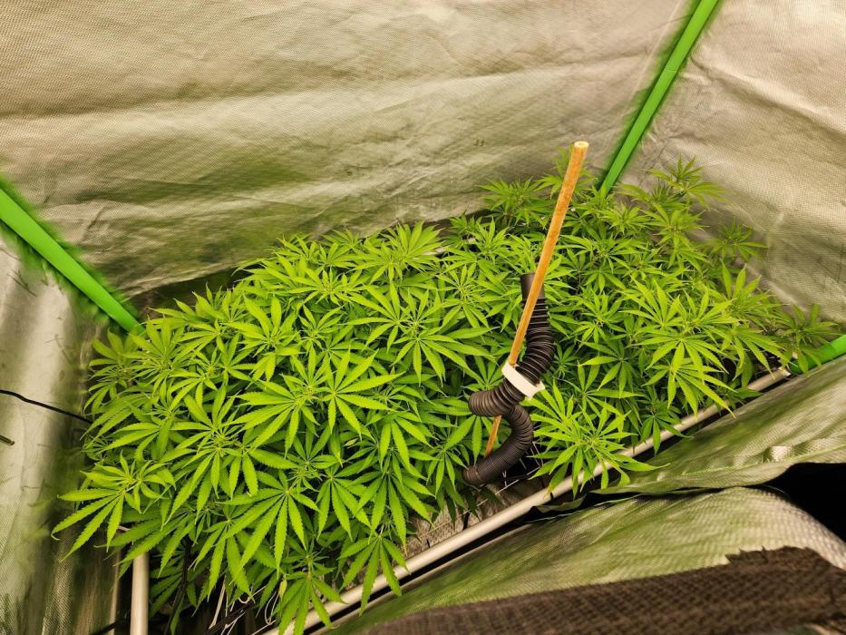 VPD Infinity Tent. Week 1