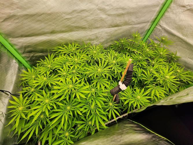 VPD Infinity Tent. Week 2