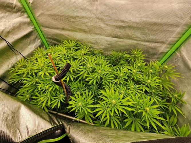 VPD Infinity Tent. Week 2