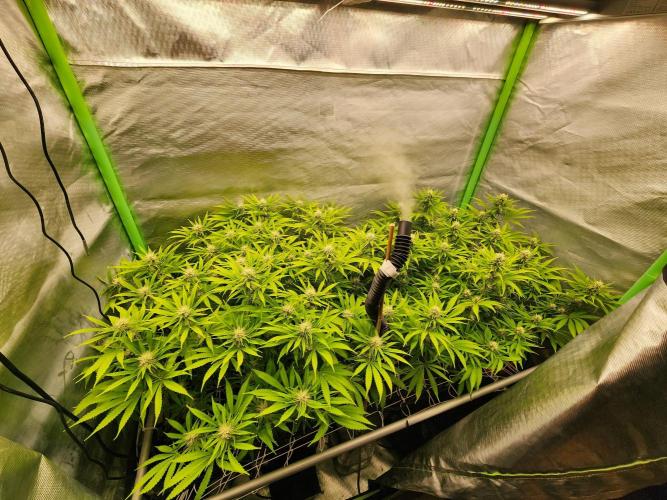 VPD Infinity Tent. Week 3