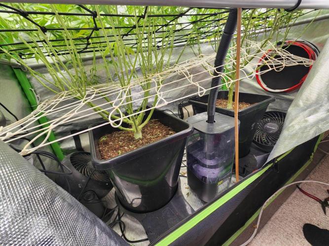 VPD Infinity Tent. Week 3