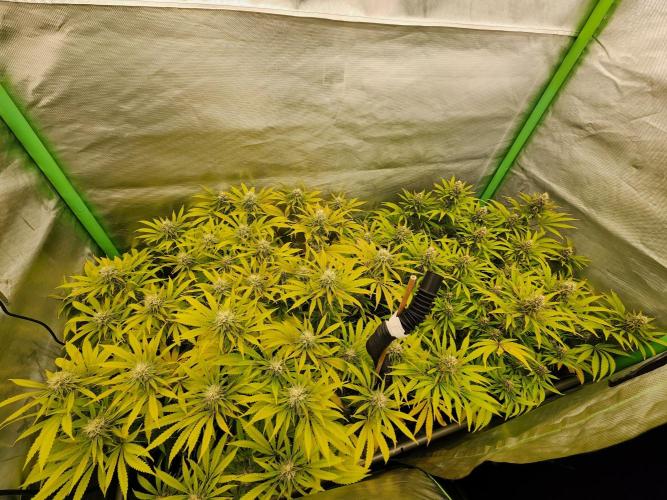 VPD Infinity Tent. Week 4