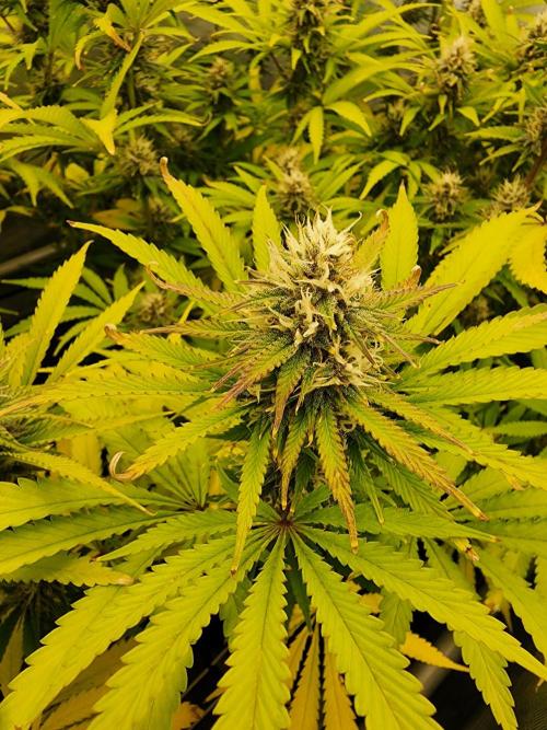 VPD Infinity Tent. Week 4