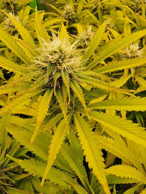 VPD Infinity Tent. Week 4