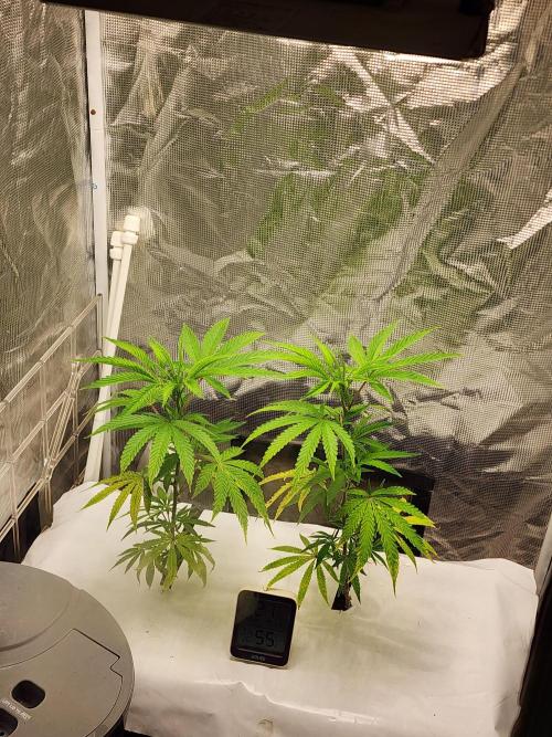 VPD Infinity Tent. Week 4