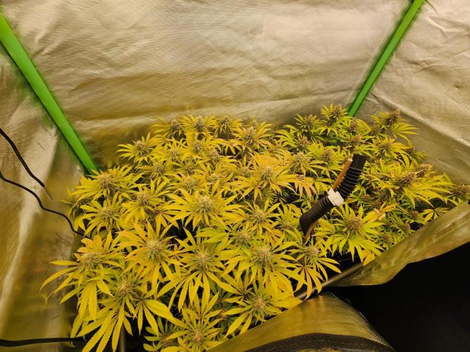 VPD Infinity Tent. Week 5