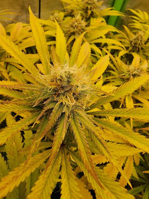 VPD Infinity Tent. Week 5