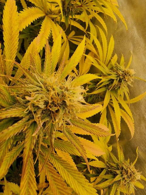 VPD Infinity Tent. Week 5