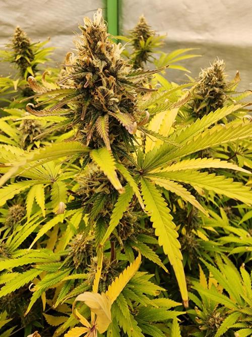 VPD Infinity Tent. Week 5