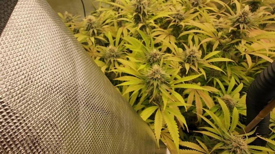 VPD Infinity Tent