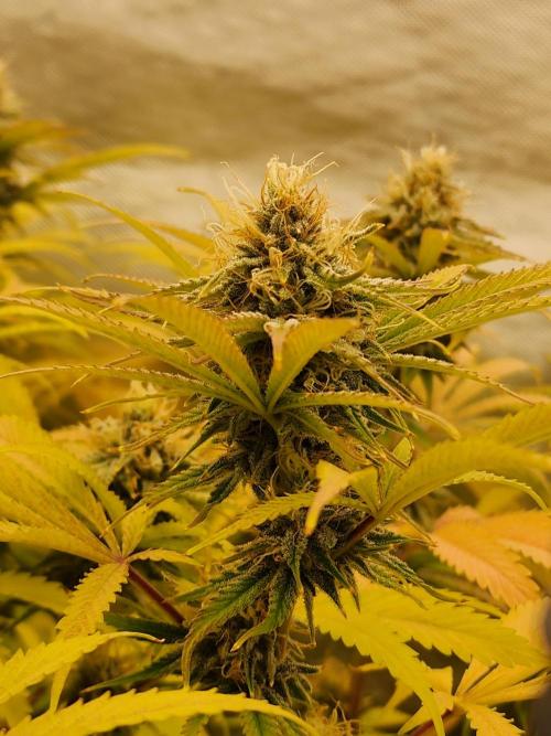 VPD Infinity Tent. Week 5