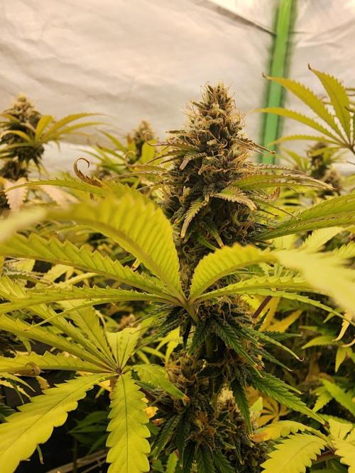 VPD Infinity Tent. Week 5