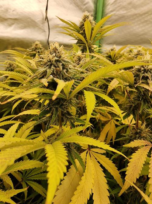 VPD Infinity Tent. Week 5