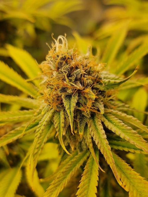 VPD Infinity Tent. Week 6