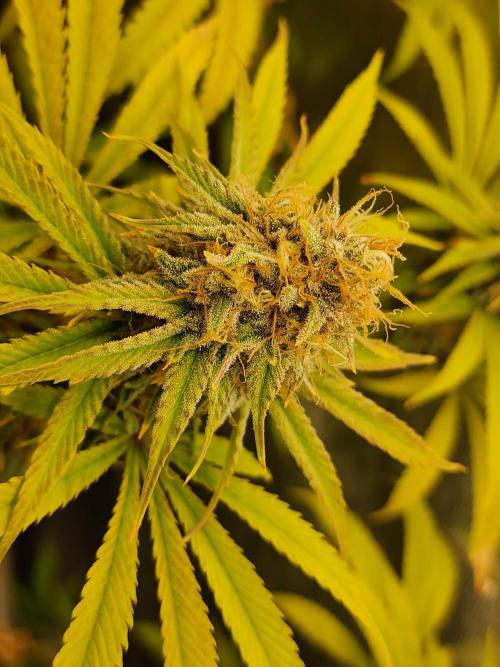 VPD Infinity Tent. Week 6