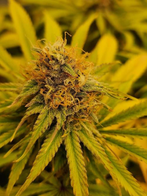 VPD Infinity Tent. Week 6