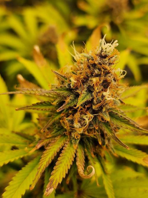 VPD Infinity Tent. Week 6