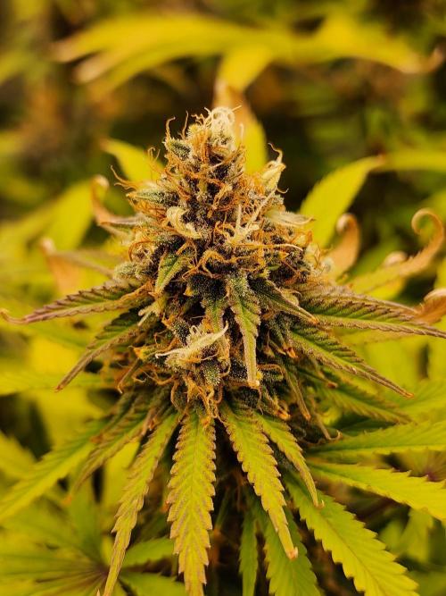 VPD Infinity Tent. Week 6