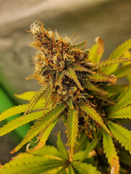 VPD Infinity Tent. Week 6