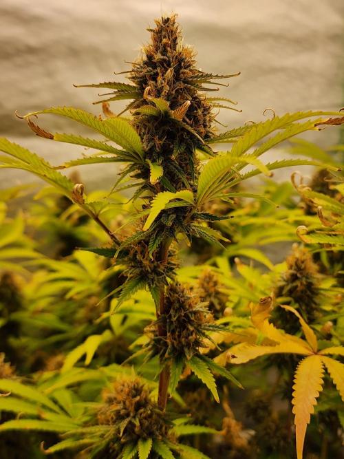 VPD Infinity Tent. Week 6