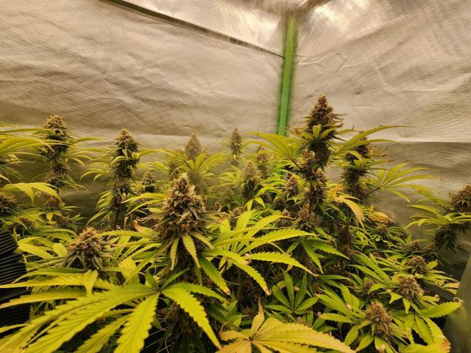 VPD Infinity Tent. Week 6