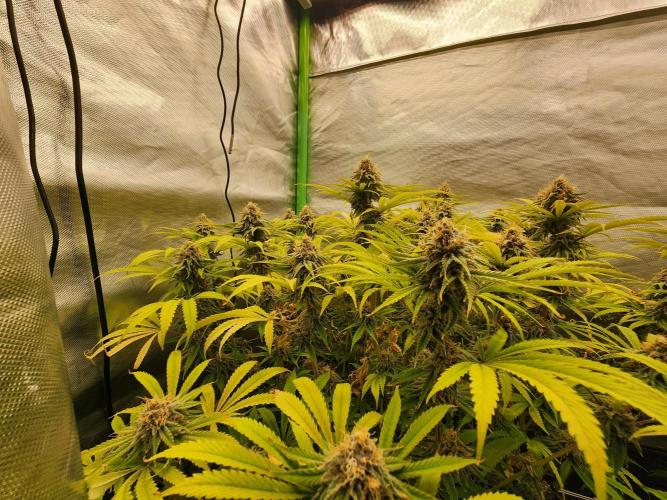 VPD Infinity Tent. Week 6