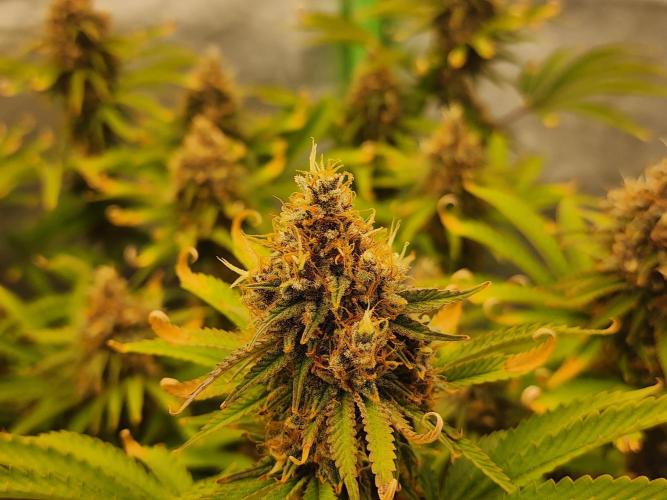 VPD Infinity Tent. Week 7