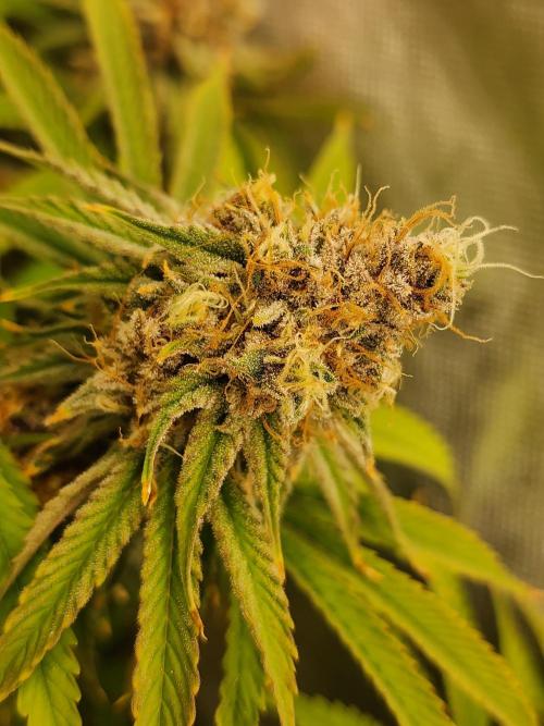 VPD Infinity Tent. Week 7