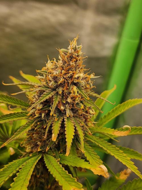 VPD Infinity Tent. Week 7