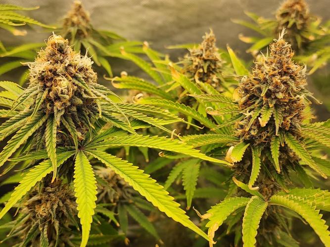 VPD Infinity Tent. Week 7