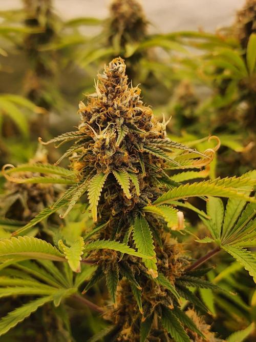 VPD Infinity Tent. Week 7