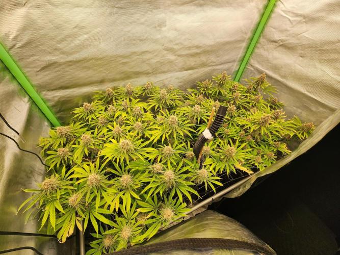 VPD Infinity Tent. Week 7