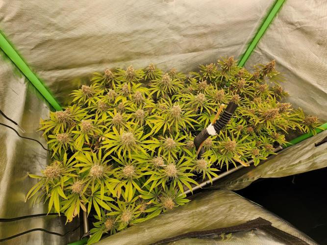 VPD Infinity Tent. Week 8