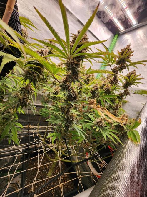 VPD Infinity Tent. Week 8