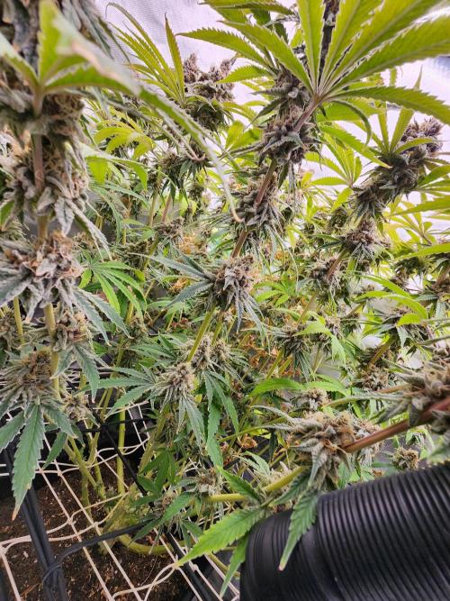 VPD Infinity Tent. Week 8