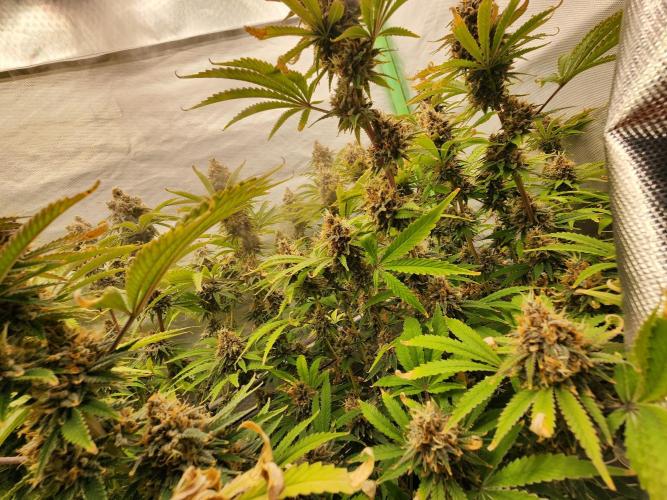 VPD Infinity Tent. Week 8