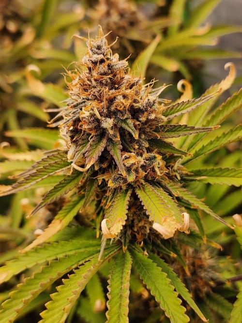 VPD Infinity Tent. Week 8