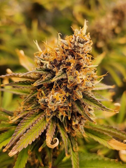 VPD Infinity Tent. Week 8