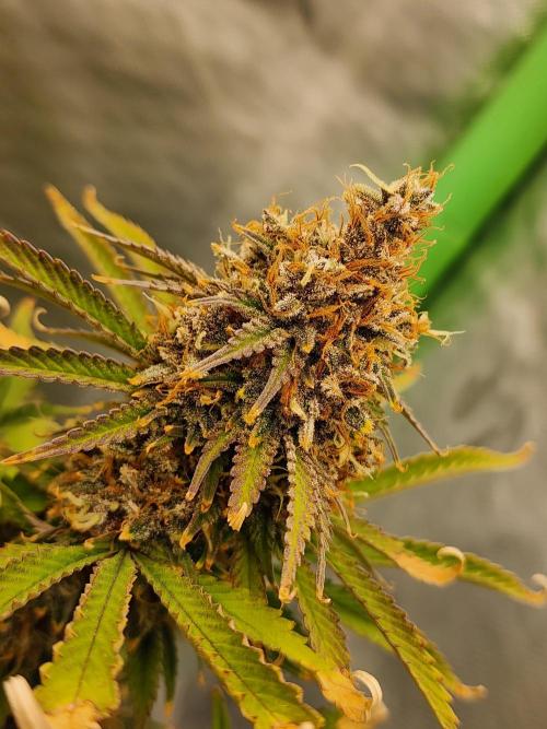 VPD Infinity Tent. Week 8