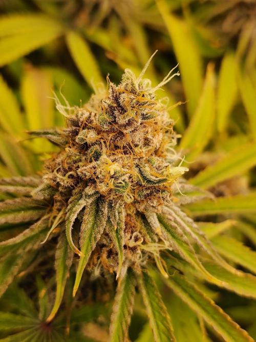 VPD Infinity Tent. Week 8