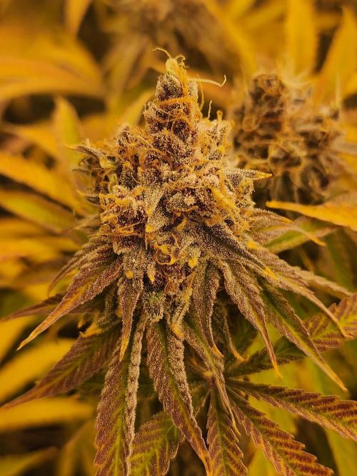 VPD Infinity Tent. Week 9