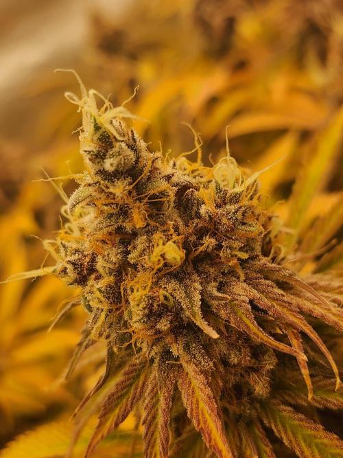 VPD Infinity Tent. Week 9