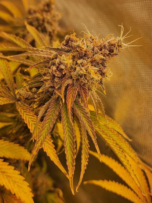 VPD Infinity Tent. Week 9